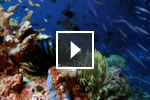 Video: Autodesk Smoke visual effects software overview